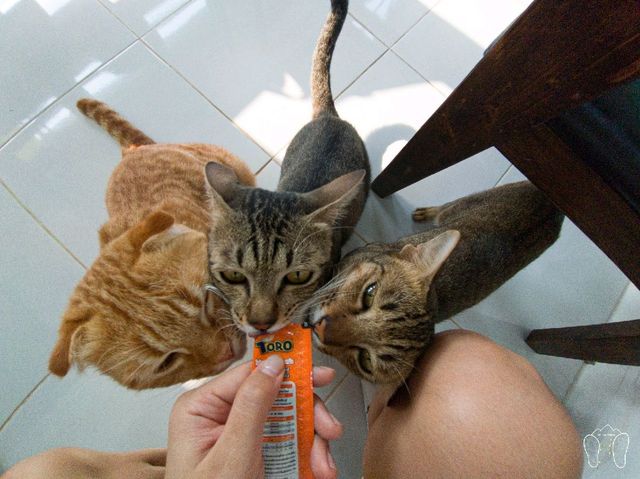 Maew Pee Cafe, แมวผีคาเฟ่ @แม่โจ้ เชียงใหม่ 🐱🐱