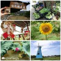 信芯園向日葵花田🌻