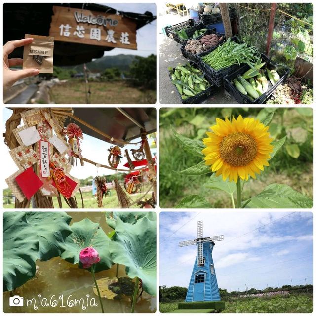 信芯園向日葵花田🌻
