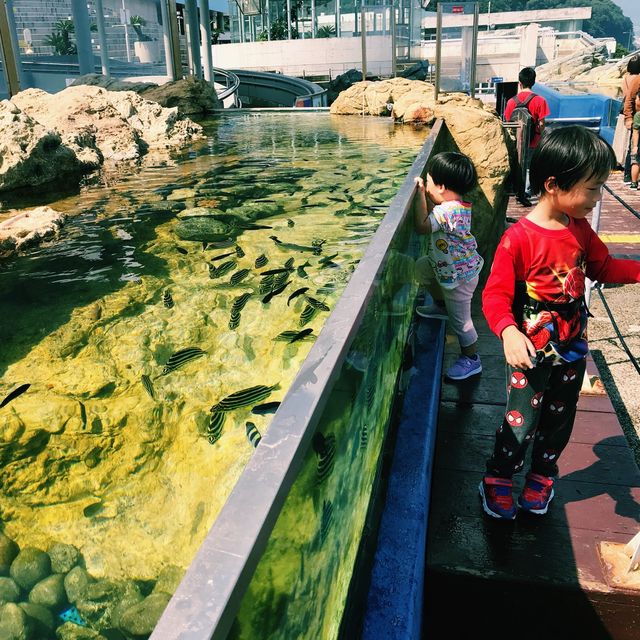 日本大分 - 必遊海之卵水族館 日本大分 - 必遊海之卵水族館