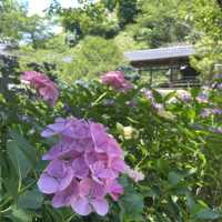 紫陽花が素敵なお寺