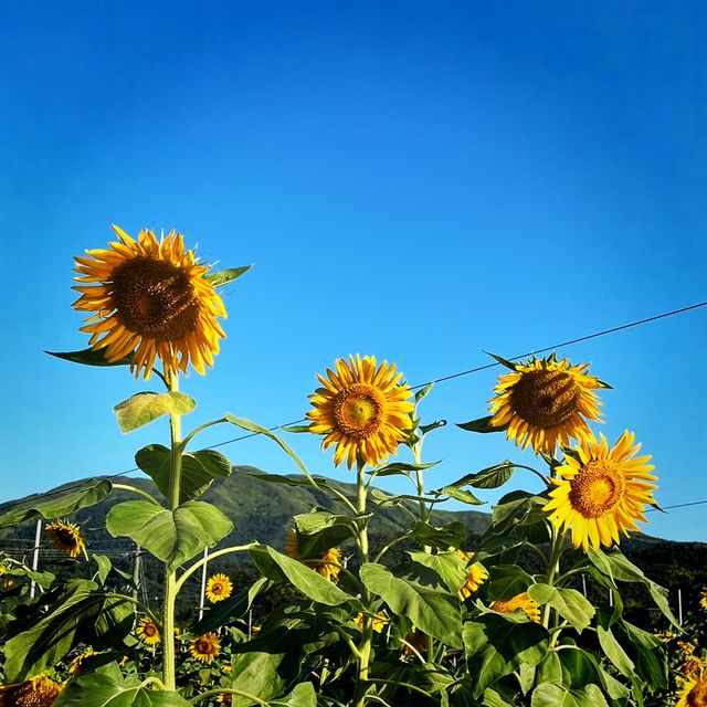 抓緊夏天的尾巴 擁抱茂盛太陽花