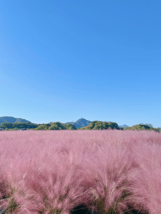 가을 꽃구경 떠나요💓 양주 나리 공원