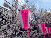 《目黑川》日本賞櫻最前線♡目黑川河畔