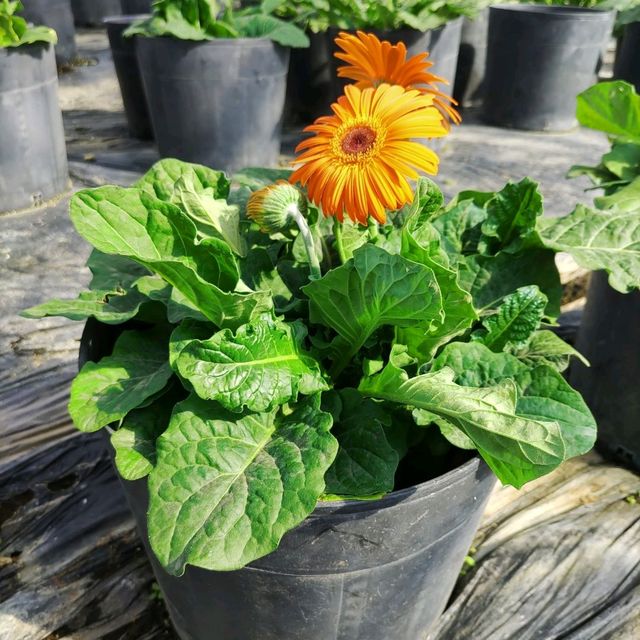 愛知県！花畑が素晴らしい花ひろば