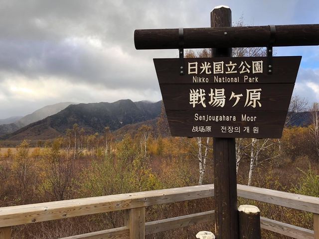 深秋枯黃色枯景的滄桑美🧡