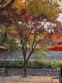 단풍구경과 디저트 일석이조 남양주 [라플렌]🍁