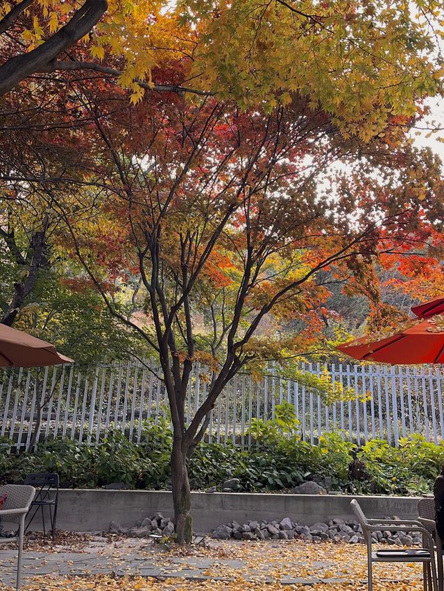 단풍구경과 디저트 일석이조 남양주 [라플렌]🍁