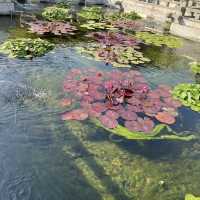    香港好去處 - 志蓮淨院