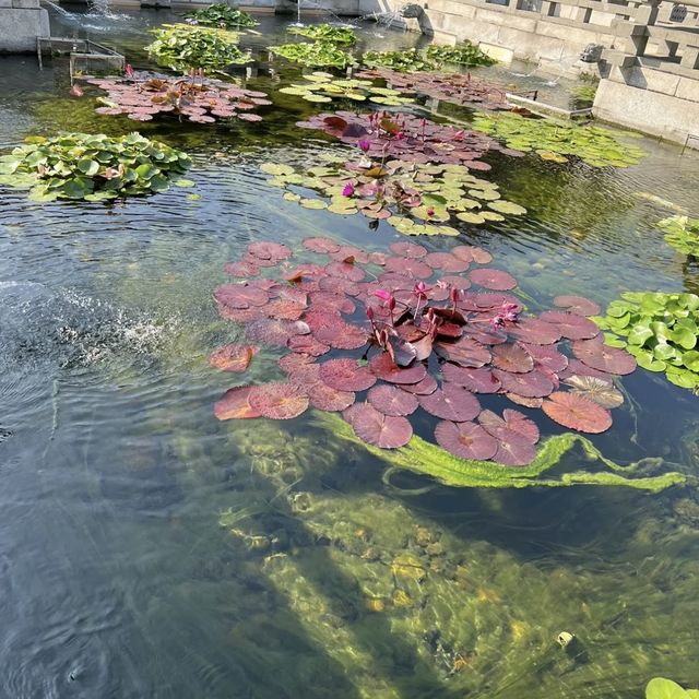 香港好去處 - 志蓮淨院    香港好去處 - 志蓮淨院