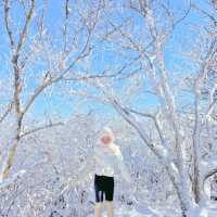 곤도라타고 쉽게 만나볼 수 있는 겨울왕국❄️