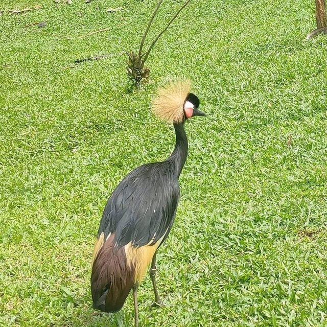 最後機會～新加坡裕廊飛禽公園