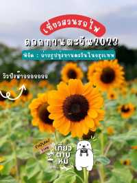 ทุ่งทานตะวันบานกลางกรุง2023 @สวนรถไฟ 🌻🤍🌿