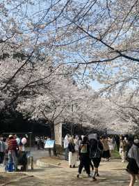 벚꽃맛집 🌸 광주 중외공원 