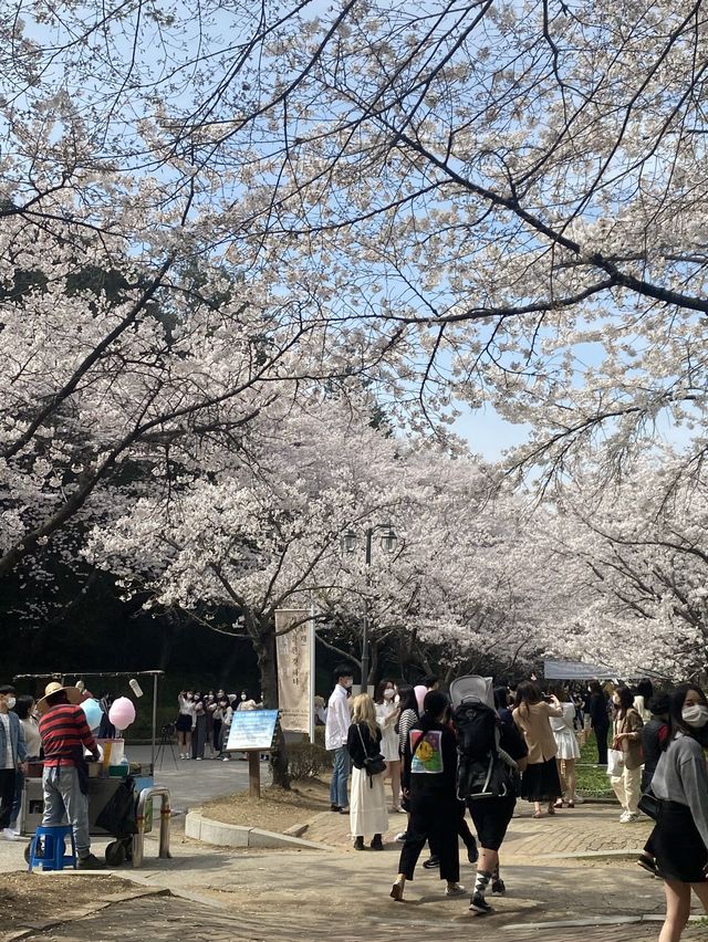 벚꽃맛집 🌸 광주 중외공원 