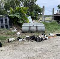 黒島で猫集落にご挨拶