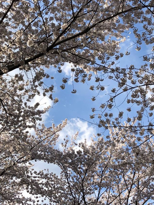 벚꽃 나무 아래 자전거 타기 좋은 "태화강 국가정원"