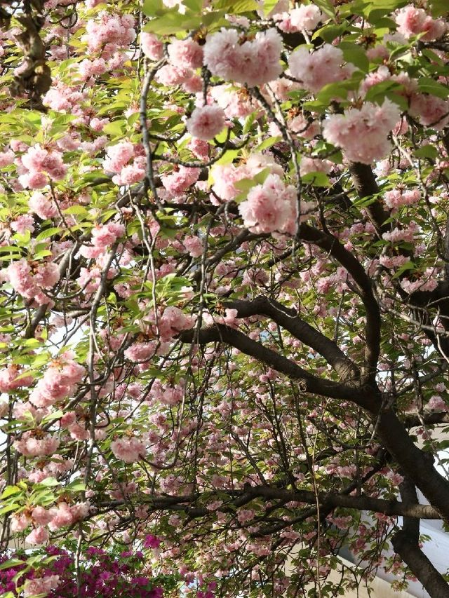 서울 겹벚꽃 명소, 보라매공원