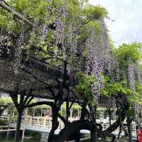 【東京】東京で藤の花といえばの名所