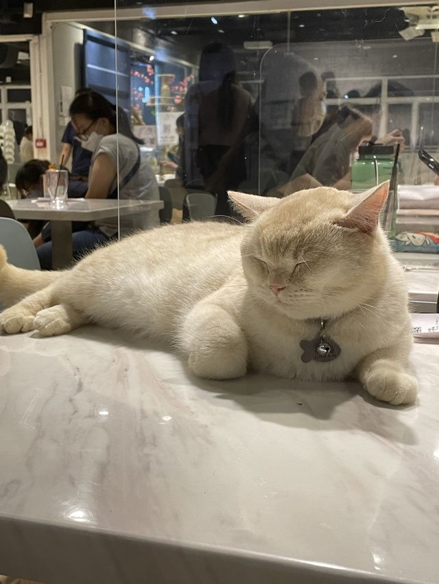 Urban cafe 觀塘去特色貓cafe