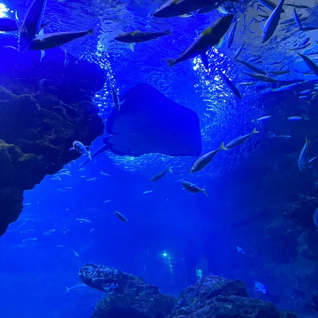 【京都】京都水族館に行ってきた！