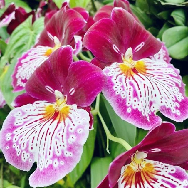 National Orchid Garden Singapore