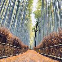 【京都嵐山】言わずと知れた観光地