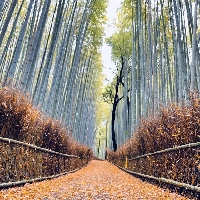 【京都嵐山】言わずと知れた観光地