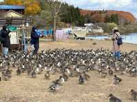 【福島】猪苗代湖とかわいいカモ🦆