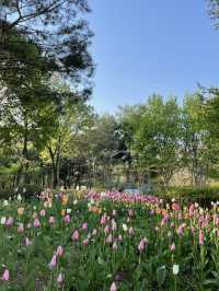 매년 봄이 기다려지는 서울숲 튤립🌷