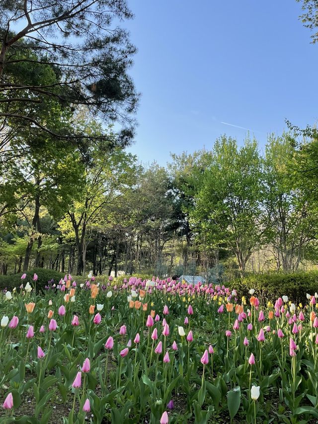 매년 봄이 기다려지는 서울숲 튤립🌷
