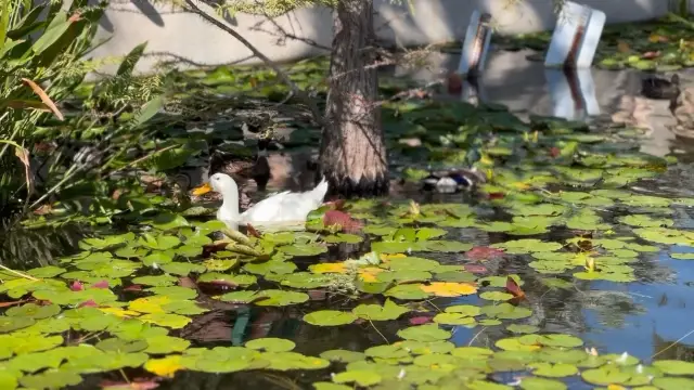 A Beautiful animal playground, Lily Pond
