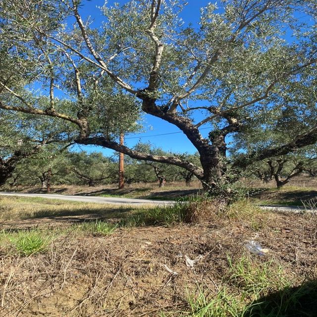 자킨토스의 올리브나무.