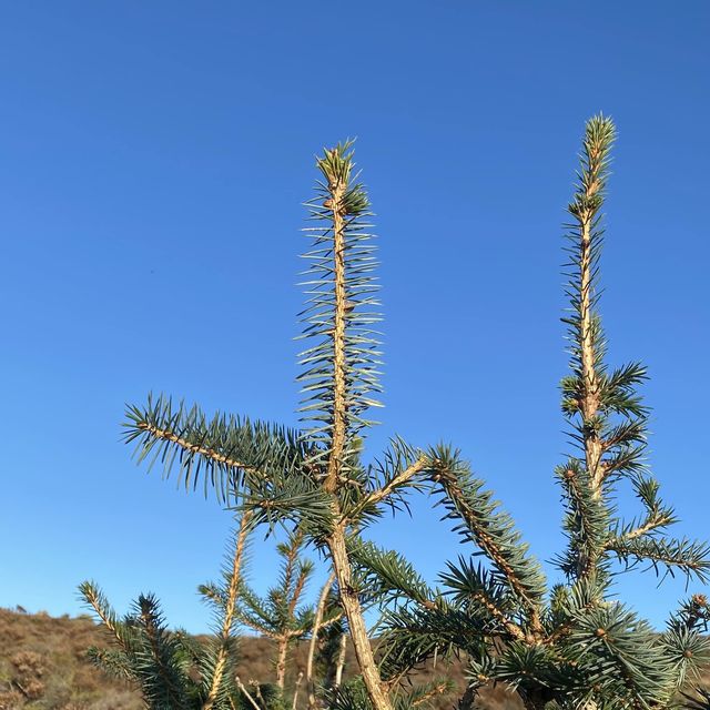 Three Lochs Way-Balloch to Helensburgh 