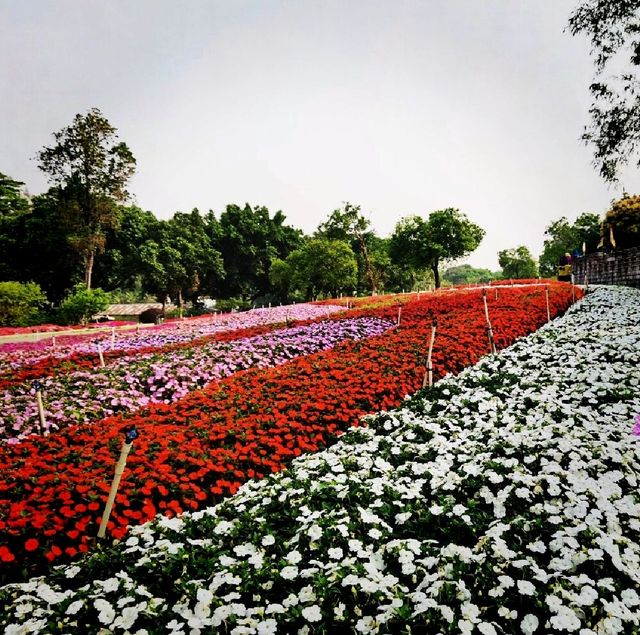 Fantasy Baihuazhou Garden