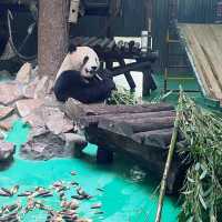 Best Zoo in Shanghai