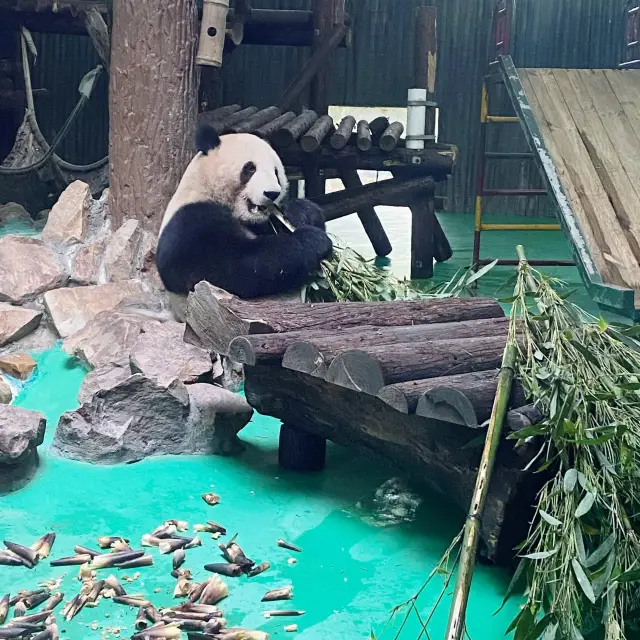 Best Zoo in Shanghai