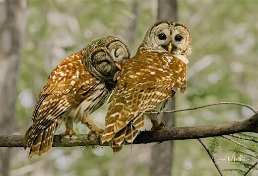 Slough Photography Workshop | Six Mile Cypress Slough Preserve