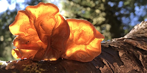Mushroom Walk in Mill Creek Ravine, with mycologist Willoughby Arévalo | Mill Creek Ravine