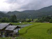 นาขั้นบันได เขียวขจี บ้านแม่กลางหลวง จ.เชียงใหม่