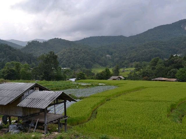 นาขั้นบันได เขียวขจี บ้านแม่กลางหลวง จ.เชียงใหม่