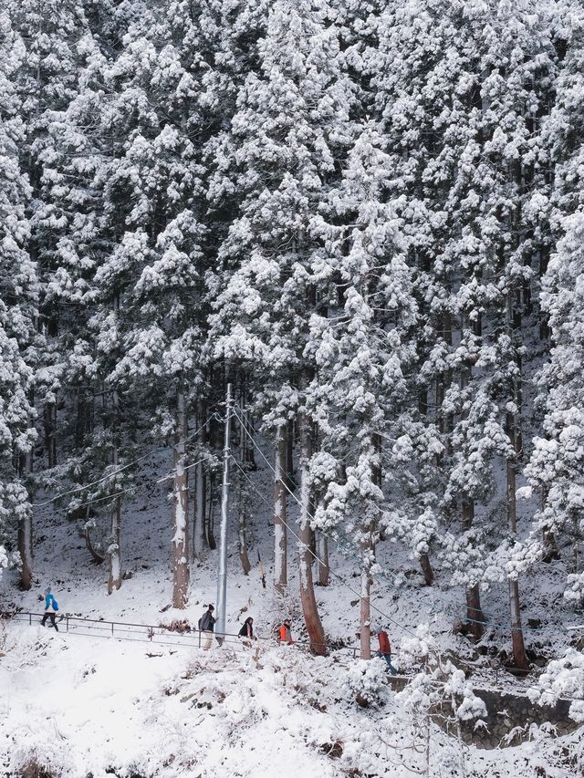 Monkey Paradise in Winter, Tokyo 