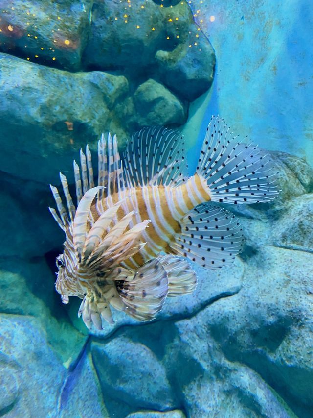 SEA AQUARIUM, SENTOSA, SINGAPORE