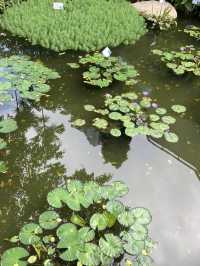 【市區散步好去處】香港公園｜欣賞小龜曬太陽。穿過大瀑布。登上鳥瞰角觀景台｜2小時散步路線