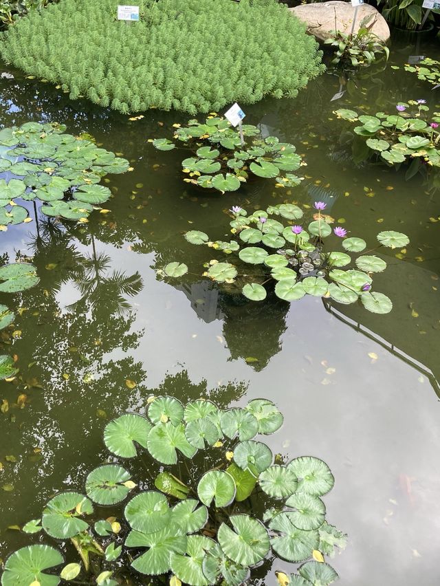 【市區散步好去處】香港公園｜欣賞小龜曬太陽。穿過大瀑布。登上鳥瞰角觀景台｜2小時散步路線