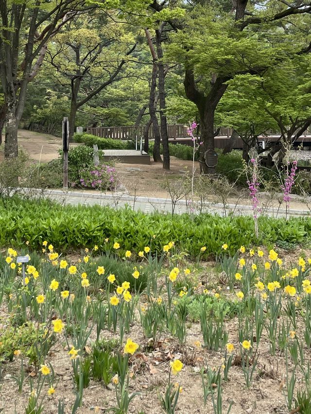서울대공원 동물원에 숨어있는 수선화 정원