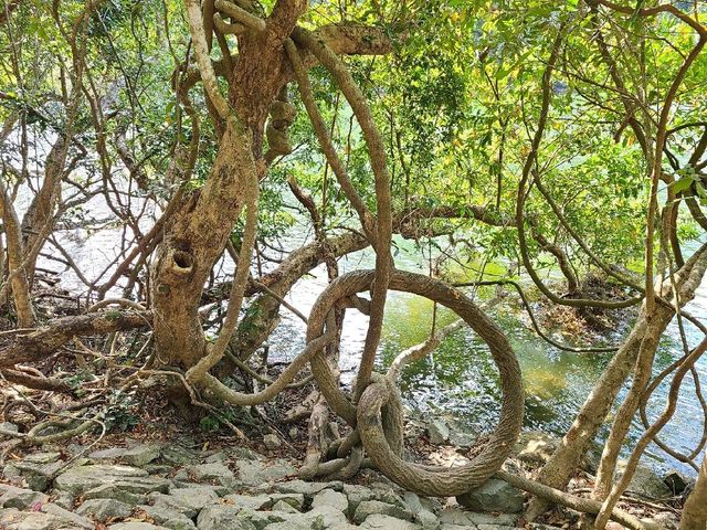 港版輕井澤雲場池~流水響水塘🏞️