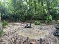 Tortoise Shelter