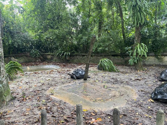 Tortoise Shelter
