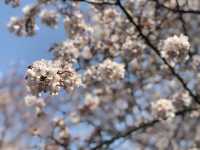 Jinhae beautiful cherry blossom 